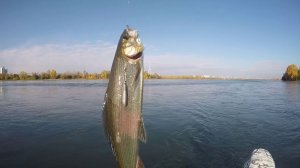 Рыбачу на Ангаре. Лучшая Русская Рыбалка. Нереально Крутое Видео. Русская Рыбалка 2026 Онлайн