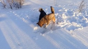 собаки ловят мышей