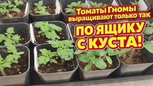 А вы уверены, что ТОМАТЫ ГНОМЫ выращиваете правильно Частые ошибки, не допускайте их!