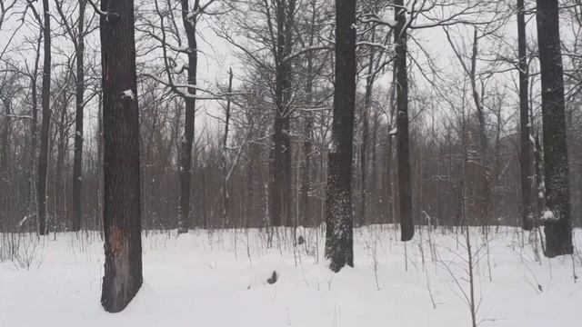 в лесу ЧАСТЬ 16 смотреть онлайн