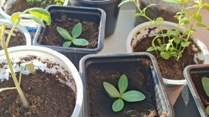 ВЕСТИ С ОГОРОДИКА НА ОКНЕ/РАССАДА НА 23 МАРТА 2026 ГОДА