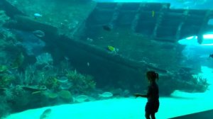 Океанариум с Акулами и Гигантский ОСЬМИНОГ ⧸ ВЛОГ для д