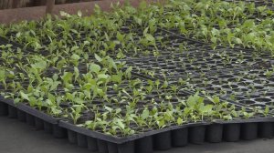 Свыше 1,2 миллиона цветов высадят в Рязани