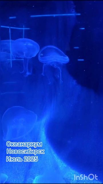 ТАНЕЦ МЕДУЗ /НОВОСИБИРСКИЙ ОКЕАНАРИУМ