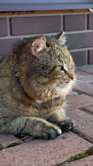 Утро Барсика 23-03-2026