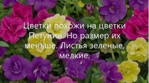 Калибрахоа. Что за цветок Калибрахоа. Короткое знакомство.