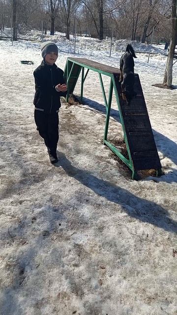 Тренируем Альфу Тренируем Альфу #милота #питомцы #забавныеживотные #шортс #собака