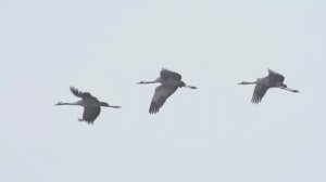 К. Шаханов - Н. Рубцов. «Журавли»