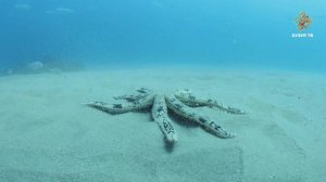 Есть ли кровь у морской звезды? | Чудеса сотворения - Подводный мир