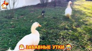 Забавные утки мускусные и пекинские на свободном выгуле со своими друзьями ч.(376) ❣️🤗😂