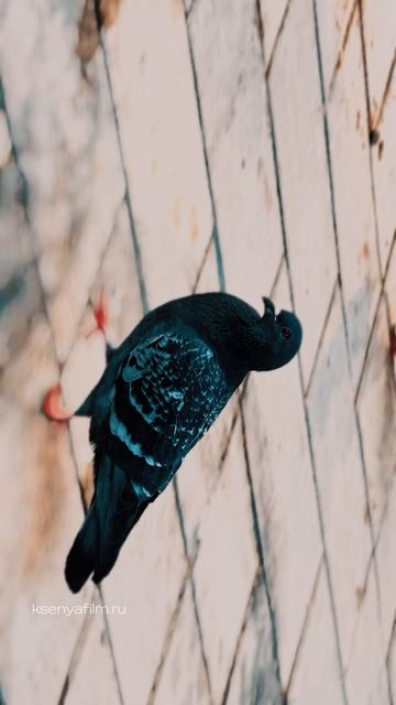 copy_FBF5E378-D425-4A78-ACB9-00EB7904E0BE