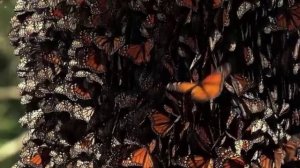 СЕРИАЛ НАША ЗЕМЛЯ 25 СЕРИЯ РАЙ БАБОЧЕК