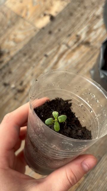 Пересадка (пикировка) петунии, перцев, розмарина🌱 #рассада #дача #огород #петунии