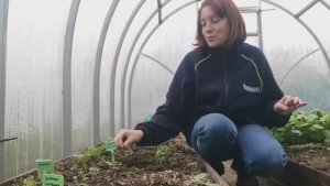 МОЕ ХОББИ: УКРАШЕНИЯ ИЗ ЭПОКСИДНОЙ СМОЛЫ _Потери_от_заморозков