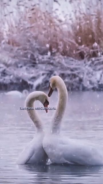 CHILL OUT DREAM MUSIC