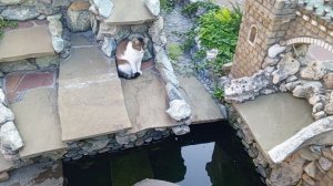 Кошечка в замке наблюдает за черепашками мп