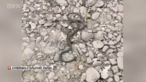 В Сулейман-Стальском районе из родника достали змею