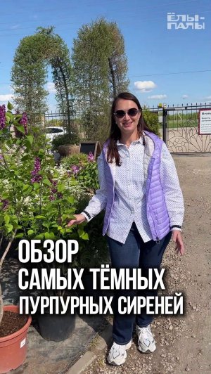 6 самых тёмных сортов сирени!