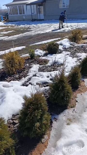 Обрезка гортензиий ✂️