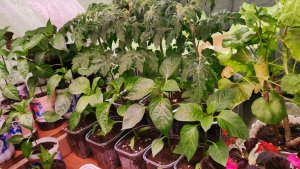 Не могу тратить деньги на кучу удобрений для рассады! Отвечаю на комментарии.