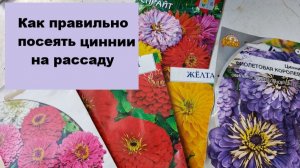 Пора сеять циннии, в этом есть свои тонкости!