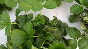 Сорт земляники садовой Мурано, в неотапливаемой теплице, начало цветения, на что обратить внимание