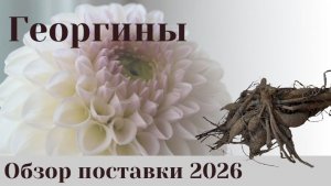 Обзор  поставки  георгин  2026.
