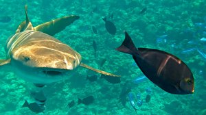 Мальдивский супер снорклинг. 2026г.