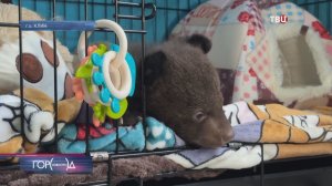 В подмосковном приюте спасают двух медвежат