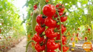 Помидорки черри: маленькие, да сладенькие. Доброе утро. Фрагмент выпуска от 23.03.2026