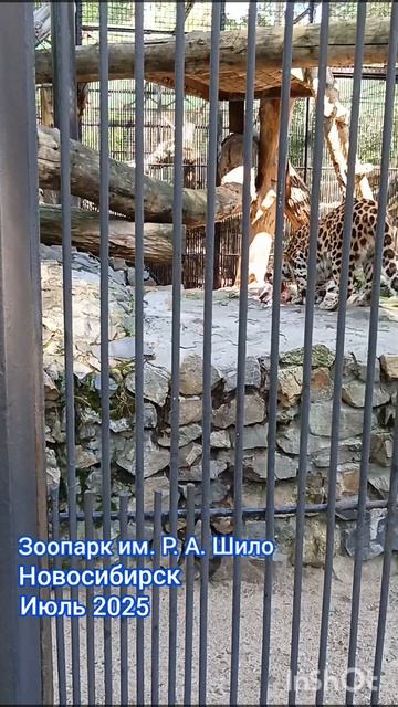 ОБЕД ГЕПАРДА