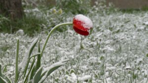 Как меняется климат в Западной Сибири: погодные аномалии 2025-го и прогноз паводков