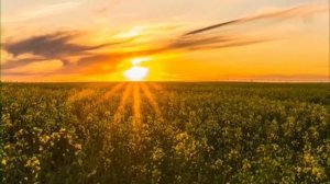 Руны весны. Неделя исполняет желания.