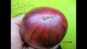 ПОСЕВЫ 2026-100. Томатного Гнома Леприкон Гоша хотела посеять еще раз обязательно!