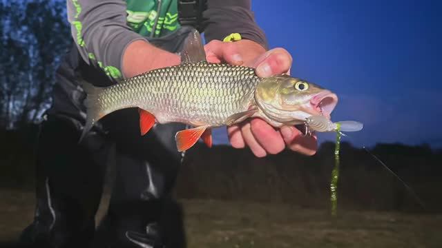 НОЧНАЯ ЛОВЛЯ ГОЛАВЛЯ