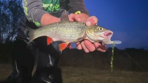 НОЧНАЯ ЛОВЛЯ ГОЛАВЛЯ