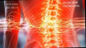 выравнивание и укрепление позвоночника