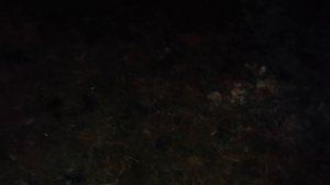 куры молодки / Впервые у них убрался / Свиньи спят / наш кот - рыжик