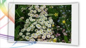 Ваша дача ! (20)