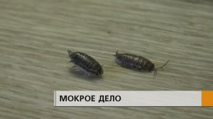 Неприятные соседи