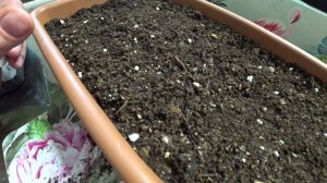 Пикируем томаты в ящики или в стаканчики?