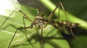 ИНСЕКТАРИЙ: 445. Болотница Глазчатая (Epiphragma ocellare)