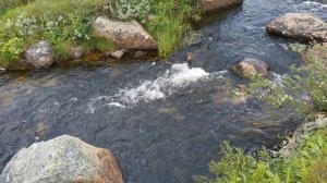 Природа и поиск рыбы 2022-07