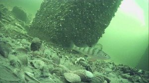 1000012088.mp4Волга гл.2м.23.03.2026г.