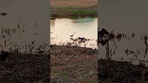 Подборка Керченских.