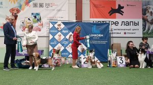 01.03.2026, СПб. Клуб "Нордвест-Северозапад-2" (РКФ,РФСС). Выставка собак "НОРДВЕСТ-ВЕСНА" (CAC, ЧФ)