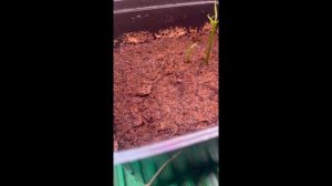 Посадка Манго в Сибири в домашних условиях