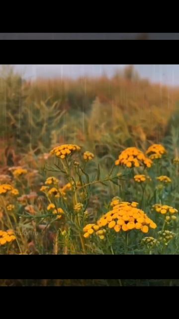 Стихотворение «Осенних листьев красота»