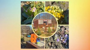 Весенние работы в саду. Обработала сад. Первоцветы радуют.🌞🌸 #дачныехлопоты