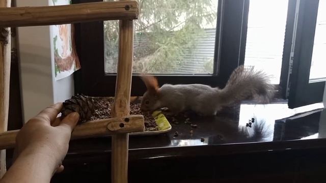 белки просятся в дом